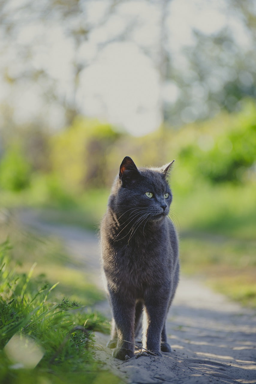 Die Haltung der Britisch Kurzhaar Katze - Alles, was du wissen musst