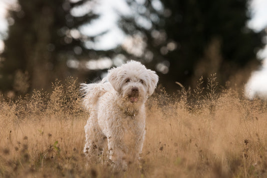 Rückwärtsniesen bei Hunden - Was kann ich tun?