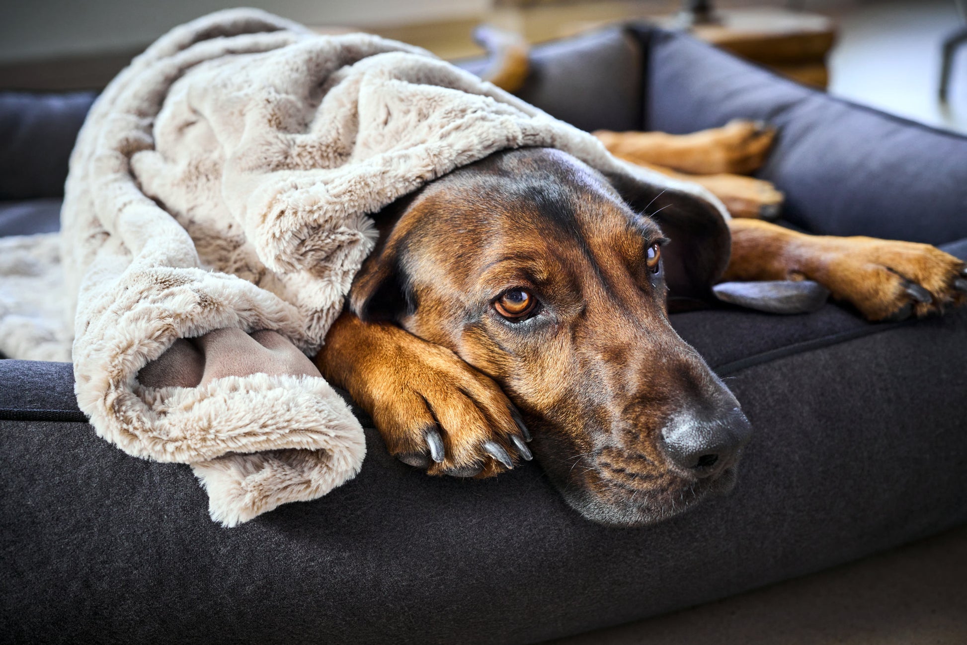 Ein Hund zugedeckt mit der Laboni Hundedecke Decke COZY- Beige mit Plüschoptik