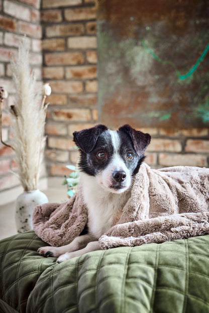 Ein Hund zugedeckt mit der Laboni Hundedecke Decke COZY- Beige mit Plüschoptik